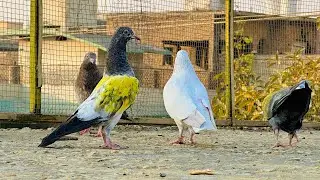 Baby pigeons training tips 😱 | Dar pigeons club |