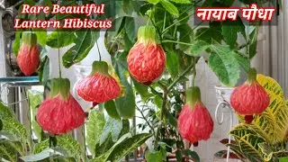 Beautiful hibiscus plant with lantern-like flowers | Hibiscus flower | Lantern Hibiscus | Rare pl...