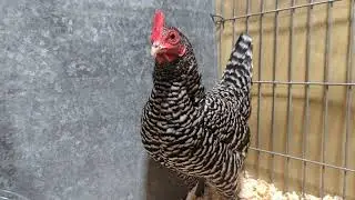 Scots dumpy hen in 4K