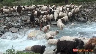 sheep herd crossing the stream || sheep farm ||