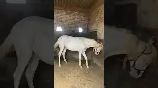 #horse #malwa #horseenthusiast #tractor #horsefan #panjab #horselover #compilation #horserider
