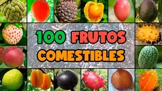 100 ESPECIES de FRUTAS COMESTIBLES