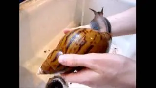 Peter Snail having a bath and foot rub