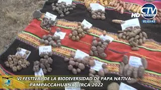 VI FESTIVAL DE LA PAPA NATIVA PAMPACCAHUANA CIRCA 2022