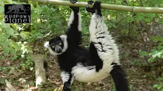 Black-and-White Ruffed Lemur: A Striking Portrait of Madagascar's Arboreal Marvel