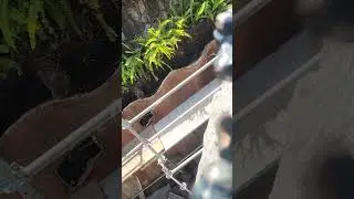 Tiana's Bayou Adventure Scaffolding around the river bends past construction @ Disneyland (4/7/2024)