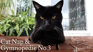 CAT CLASSICAL MUSIC VIDEO song: Eric Satie GYMNOPEDIE 3 Piano 🎹