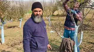 How to Train Top Grafted Plants Perfectly 🌱 | Expert Guide by Sheikh Bilal
