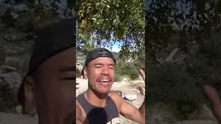 Mistletoes Are Parasites?!