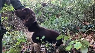 Truffle hunting in Emilia Romagna