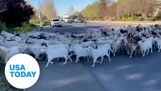 Hungry goats cross the road to aid California wildfire prevention | USA TODAY