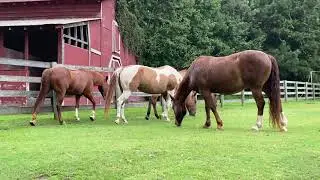 Roles of Herd Leadership