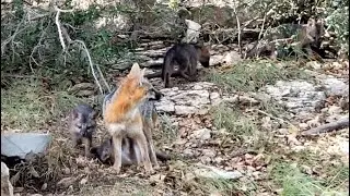Part 4 - Gray Mother Fox Moved Baby Foxes - Texas Hill Country - Canyon Lake, TX