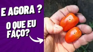 Como combater a broca do tomate??? #agro #grape
