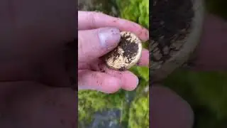 Biggest gold coin‼️ EVER 💰