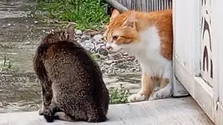 Suara Kucing Rebutan Wilayah Kekuasaan