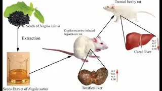 Hepatoprotective Effect of EthanolicStems Extract of Anisochilus carnosusagainst