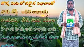I Discovered the Untold Wealth of Jowar Farming
