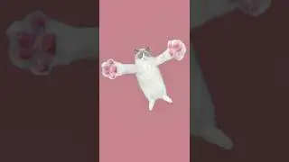 Bleh😋#fyp #thatlittlepuff #catmeme #catsoftiktok #cats