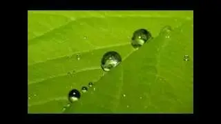 Blake Neely  - Bitter green leaves (theme from the Mentalist)