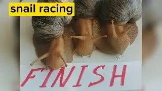World Snail Racing Championships on the Window || Race#1