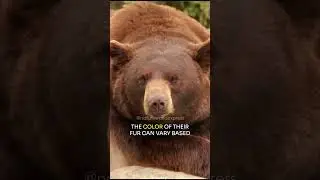 Black Bear | From White to Cinnamon #shorts