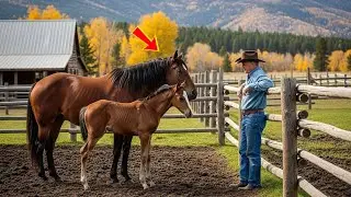 Ein gütiger Rancher rettet eine ausgesetzte Stute und ihr Fohlen – diese Geschichte berührt das Herz