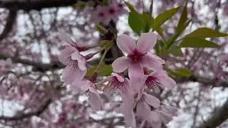 Cherry Blossoms - Spring - New Zealand