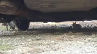 Cat rabbit shenanigans