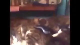 Dr Stulittle shows his kitties