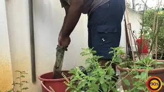 Cleaning Sideways Garden in Timelapse