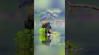 Water 🌊 water birds#animals #likefollowshare