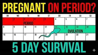 Can You Get Pregnant on Your Period? The 5-Day Sperm Survival Rule 🚨