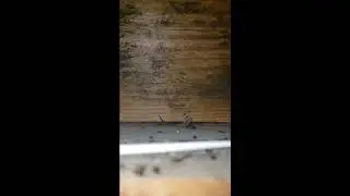 Pool Shed Filled with Ants in Spring Lake, NJ