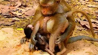 ONG! Baby David Very Angry With Little Monkey That Blocking Him , Can't Hug Mommy Diamond