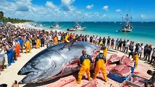 The Million-Dollar Bluefin Tuna Season &mdash; The Harsh Reality of Deep-Sea Fishing