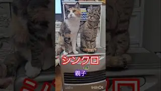 #シンクロ 親子 #ねこファミリー #三毛猫  synchronized cats #ねこのいる生活  #星のカービィ 耐久レース #shorts