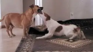 Adventures in dogsitting ! Two of mine and 5 of hers.
