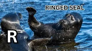 Arctic Alphabet Adventure: Discover Animals from A to Z