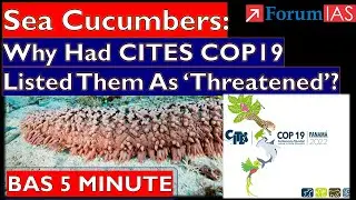 Sea Cucumbers:  Why Had CITES COP19  Listed Them As &lsquo;Threatened&rsquo;?  |Forum IAS | BAS 5 MINUTE |