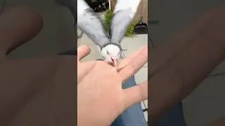 Самая агрессивная домашняя птица #птица #голубь