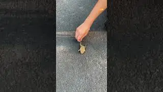 Dead Frog