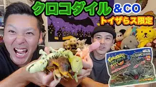[クロコダイル＆COトイザらスver]金のワニ目指した結果が酷すぎて兄弟発狂寸前