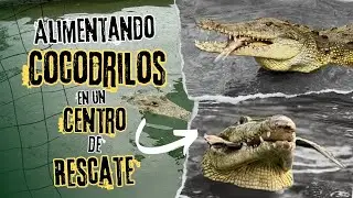 Alimentando todo tipo de cocodrilos en centro de rescate | Muchos cocodrilianos de todos los tamaños