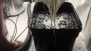 Root Pruning Marijuana in the Current Culture Undercurrent System