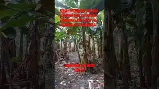 Provincelife #enjoylife  #freshairfarmer  #short video #subscribe  @memories