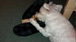 Bobby is a nasty doggy! Bad dog!!