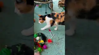 &ldquo;I ain&rsquo;t broke just unique.&rdquo; Elvis & Priscilla drop cat wisdom 🐾🤖#catshorts