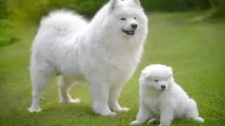 Top 15 Expensive Dogs Breeds | Most Expensive Dog Breeds In The World 2018
