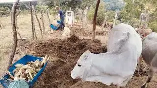 Mis vacas lola mariposa princesa Lina y Martín